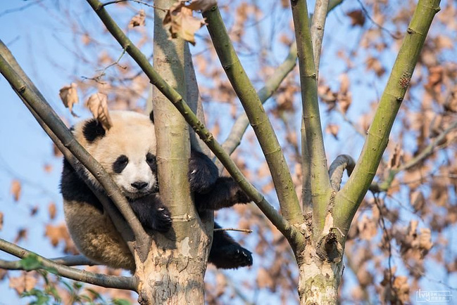 成都休闲二日游_成都旅游攻略