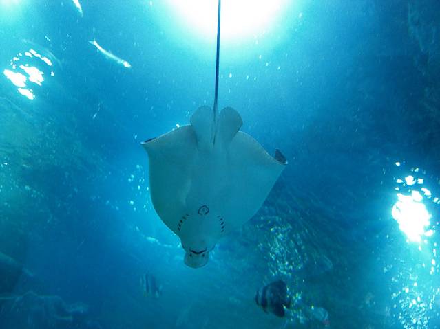 海合安天津极地海洋公园