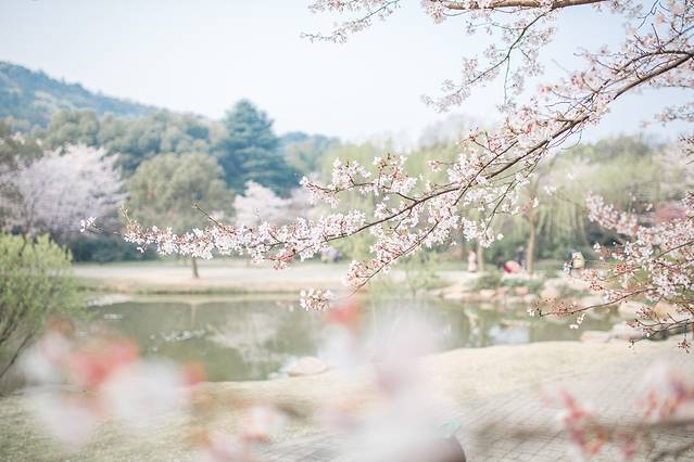 太湖鼋头渚风景区-樱花谷
