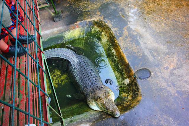 巴拉望野生生物救助和保护中心