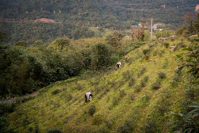 台北市铁观音包种茶研发推广中心