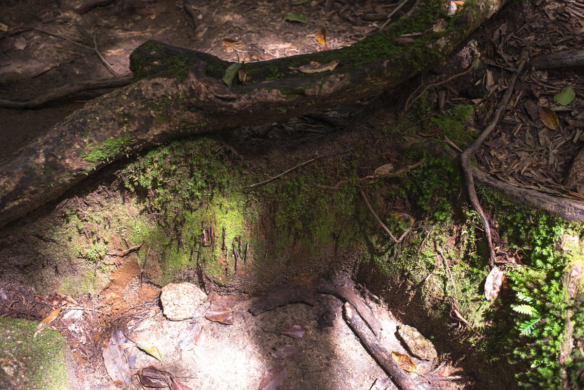 上面那个树洞里面的风景