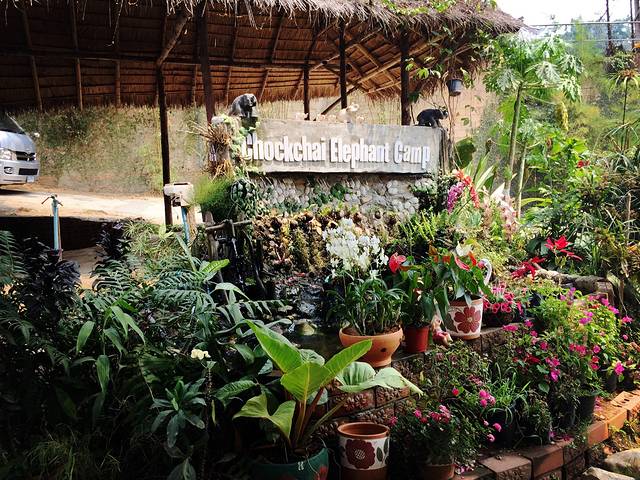 清迈大象噗噗造纸公园