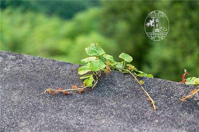 浙江莫干山庄·餐厅