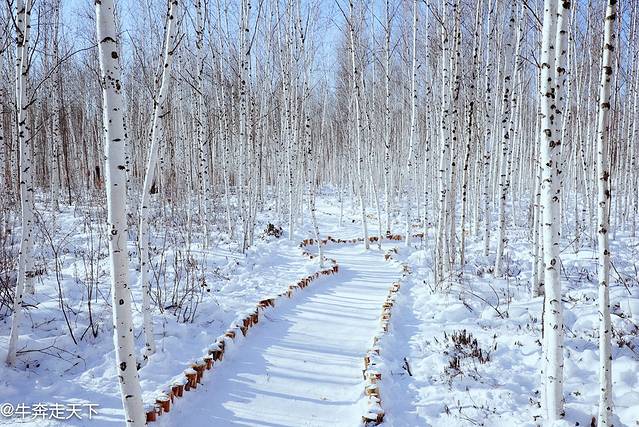 北极村-白桦林