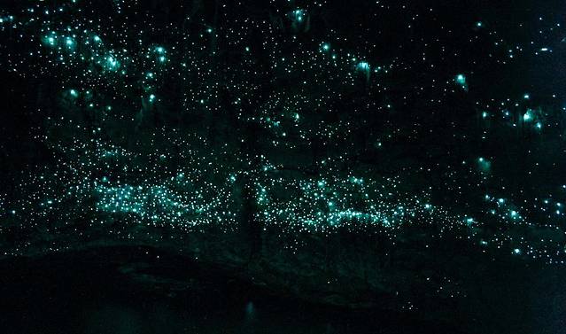 怀托摩萤火虫洞