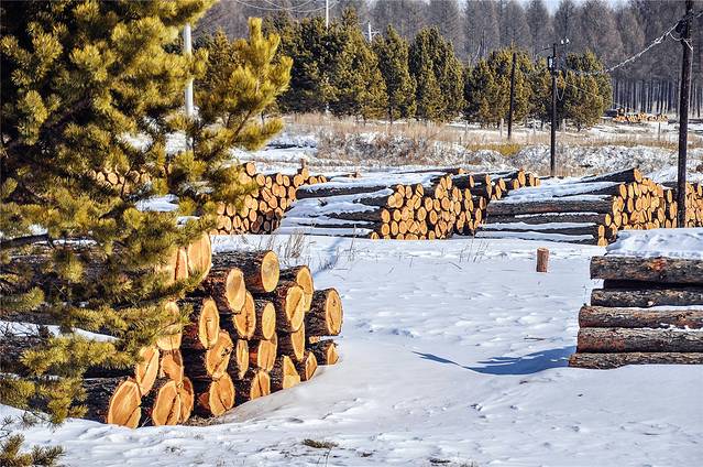 塞罕坝国家森林公园