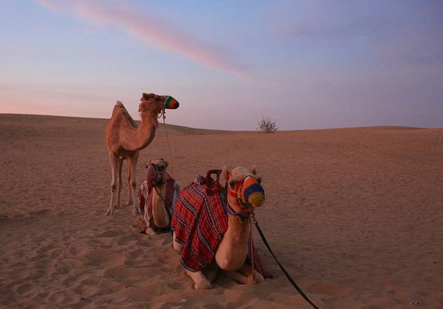 迪拜沙漠保护区