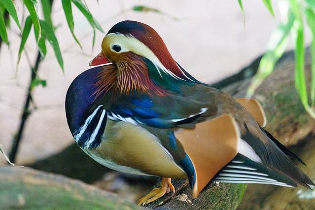 峡谷野生动物园