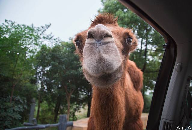 江苏淹城野生动物世界