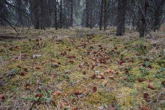 丹奈利国家公园