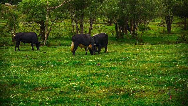 四姑娘山景区-木骡子