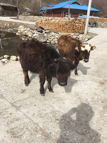 2018林芝地区的村庄都好看,藏族的房屋也是五