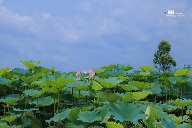 江门古劳水乡旅游区