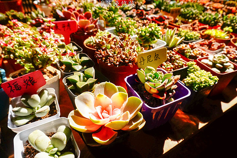 斗南花市