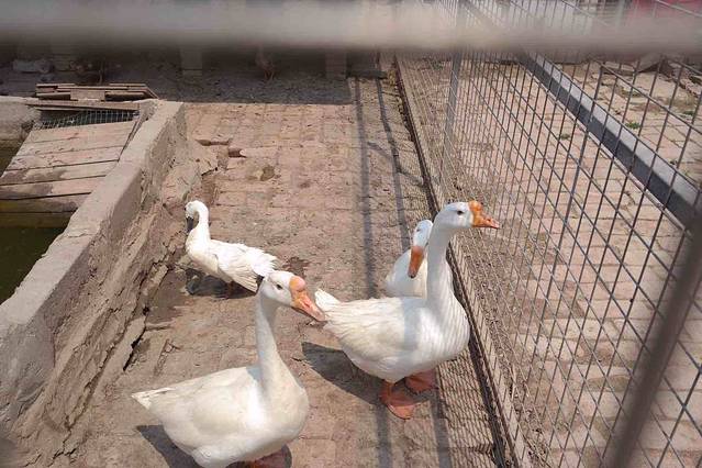 小蚂蚁薰衣草儿童庄园