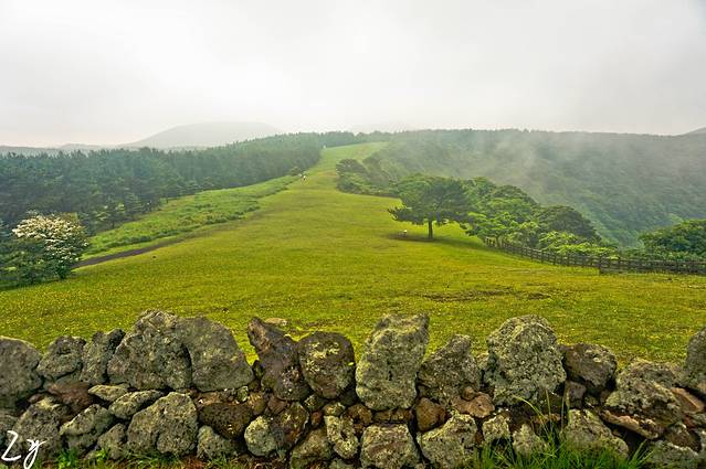 济源本家-济源参鸡汤