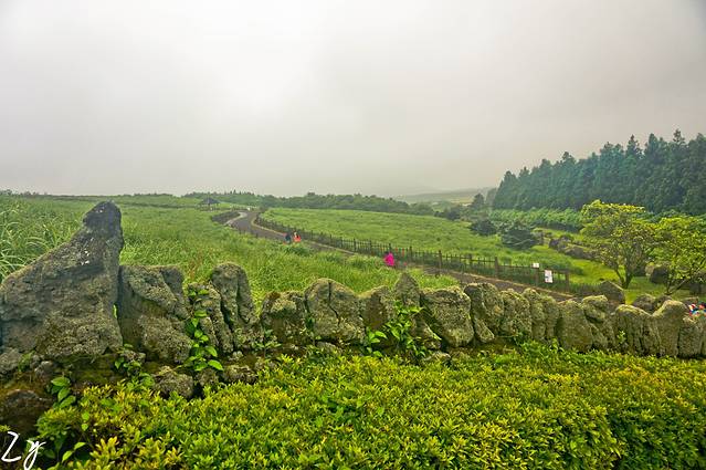 济源本家-济源参鸡汤