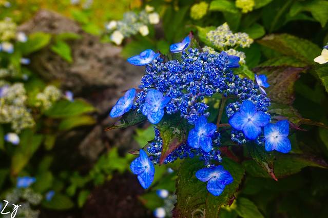 济源本家-济源参鸡汤