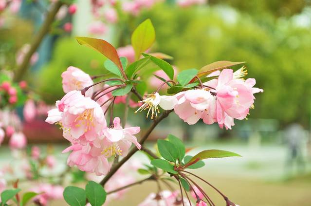 中南大学(岳麓山校区)