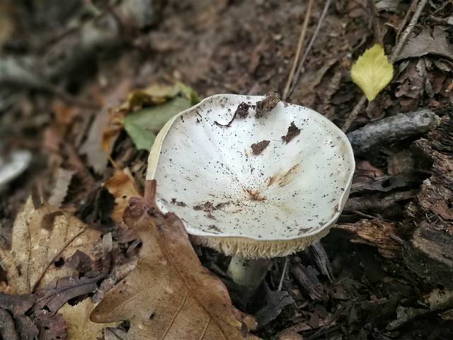 中国避暑疗养圣地,矿泉之乡,五大连池火山旅游