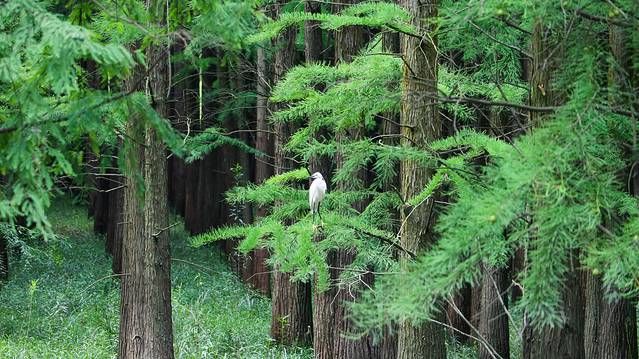 青山湖国家森林公园