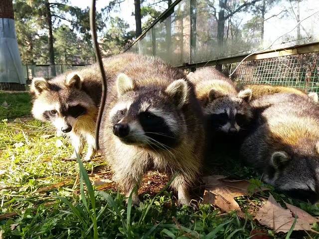 武汉九峰森林动物园