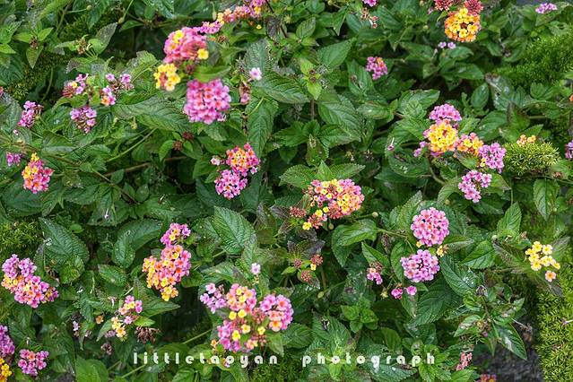 夏威夷热带植物园公园