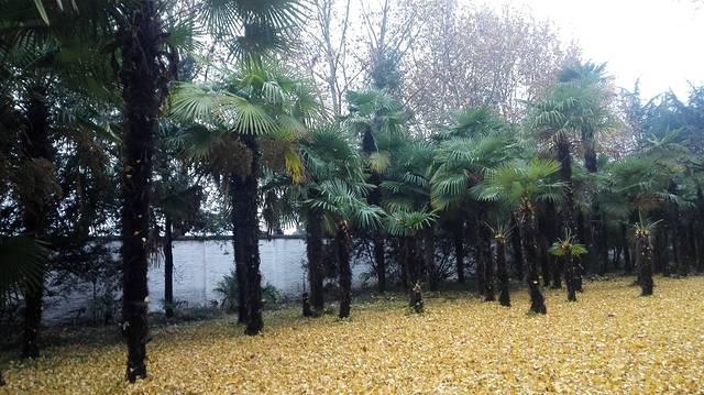 扬州江都银杏大道