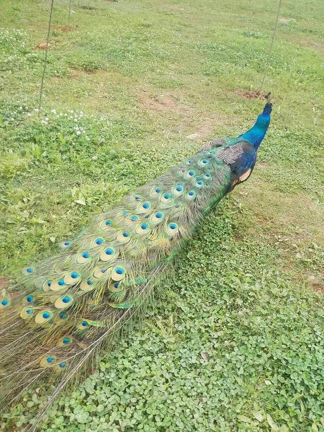 九峰国家森林公园