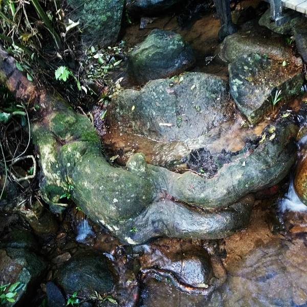 2018呀诺达雨林文化旅游区门票,保亭呀诺达雨