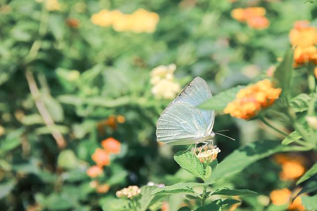 Sai Nam Phung兰花园