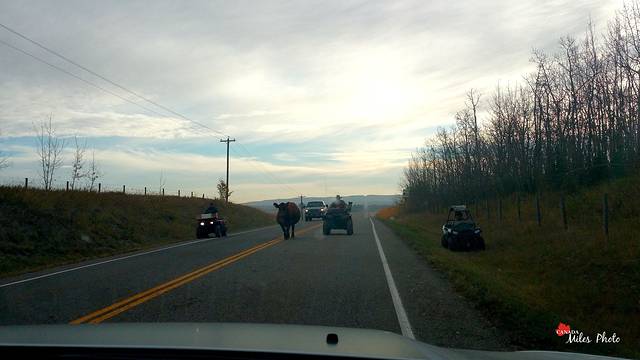 卡尔加里国际机场