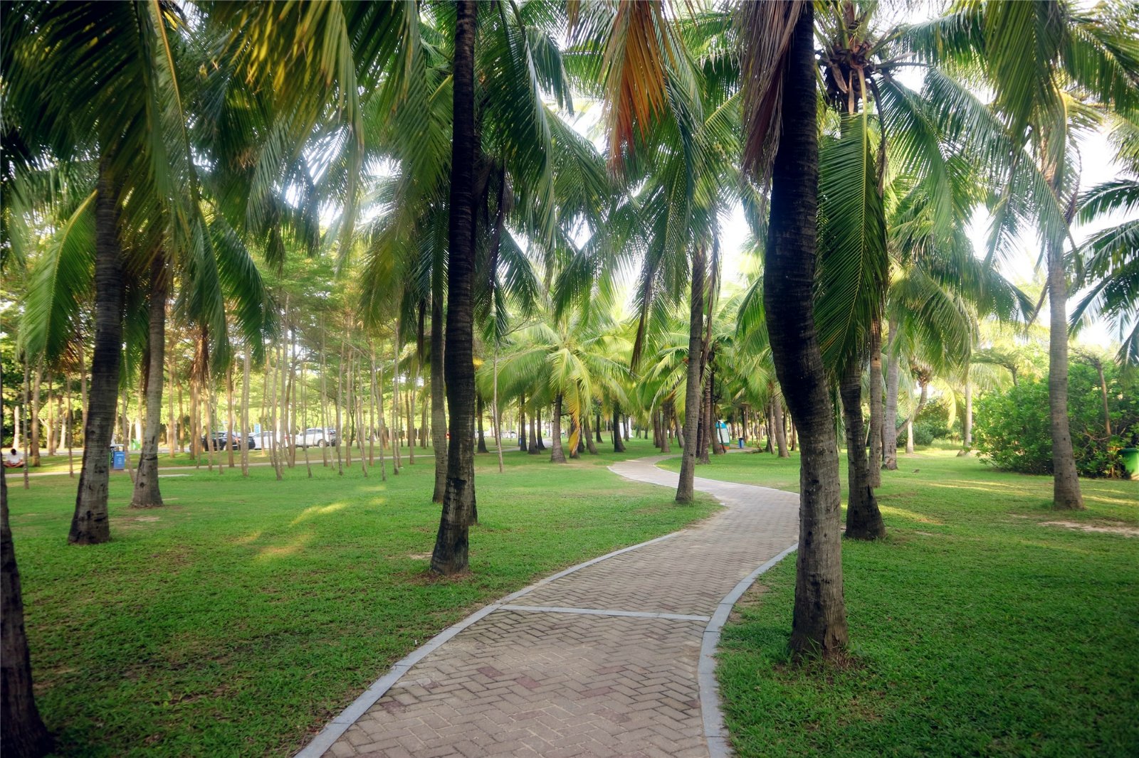 2023椰梦长廊游玩攻略,傍晚时分游览椰梦长廊是最具...【去哪儿攻略】