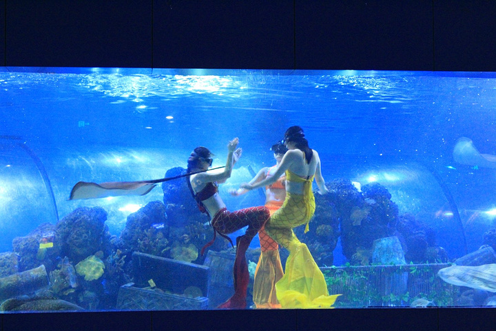 重庆欢乐海底世界,是重庆新近的一处景点也是这一地区唯一的一座海洋