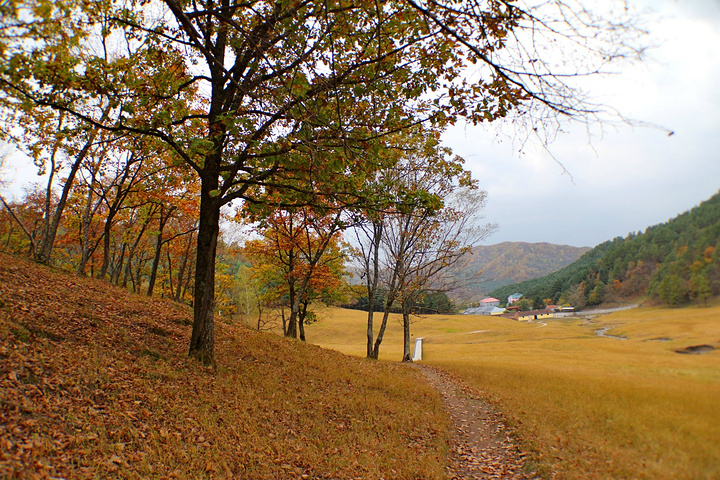 "几百头马鹿，天山马鹿和梅花鹿在山泉边嬉戏，大密林中徜徉，常年集山川大地之灵气，蓄花草树木之精华_金山鹿苑"的评论图片