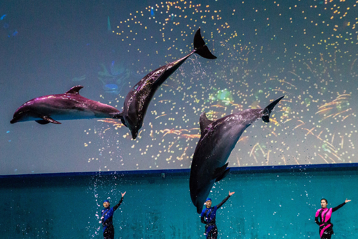 开放时间和售票时间节假日和工作日不同南昌万达海洋乐园是全球规模最