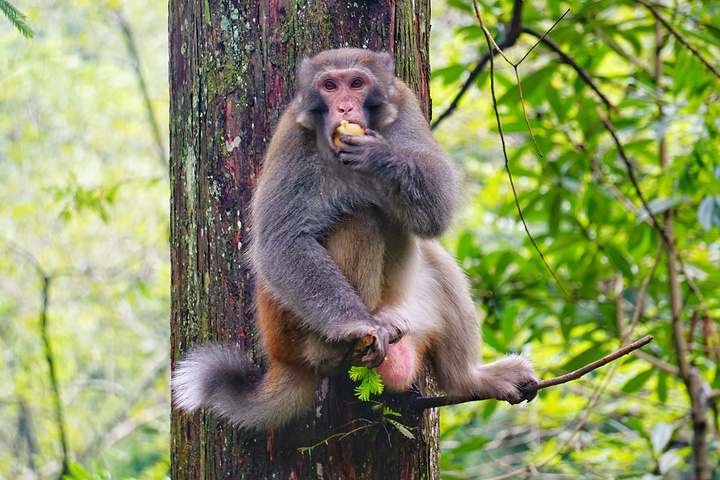 两个桃子和两只小鸡疯狂猜成语_两个桃子(3)
