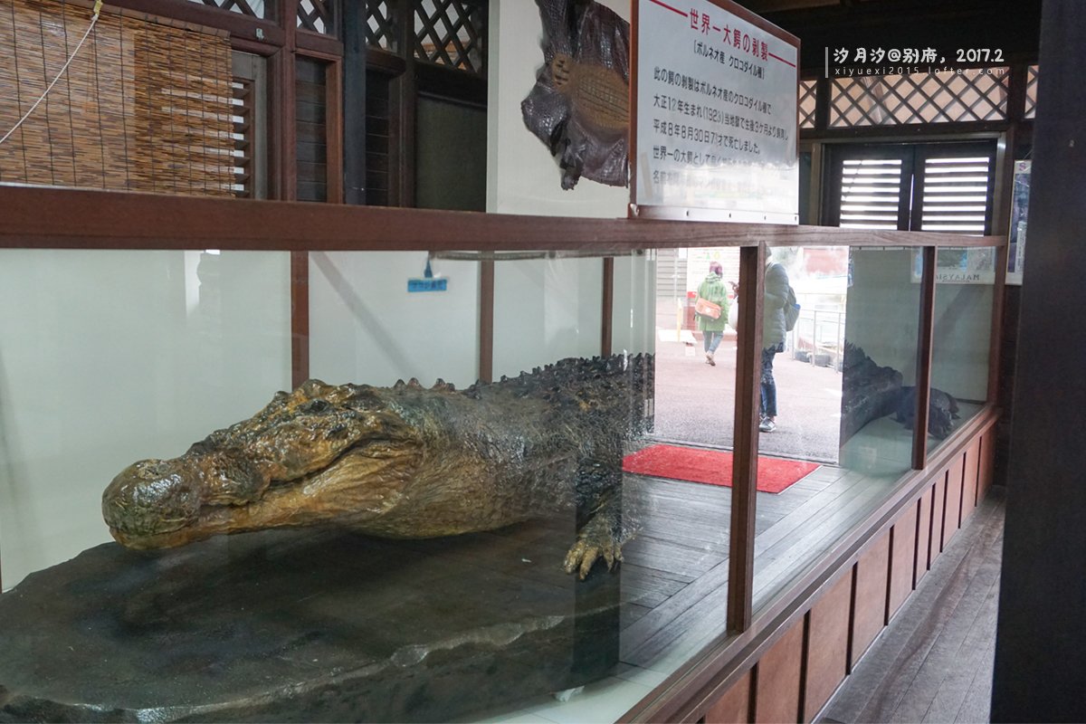 养鳄鱼的池子也是温泉,当然没有那么烫,不然鳄鱼都熟啦.