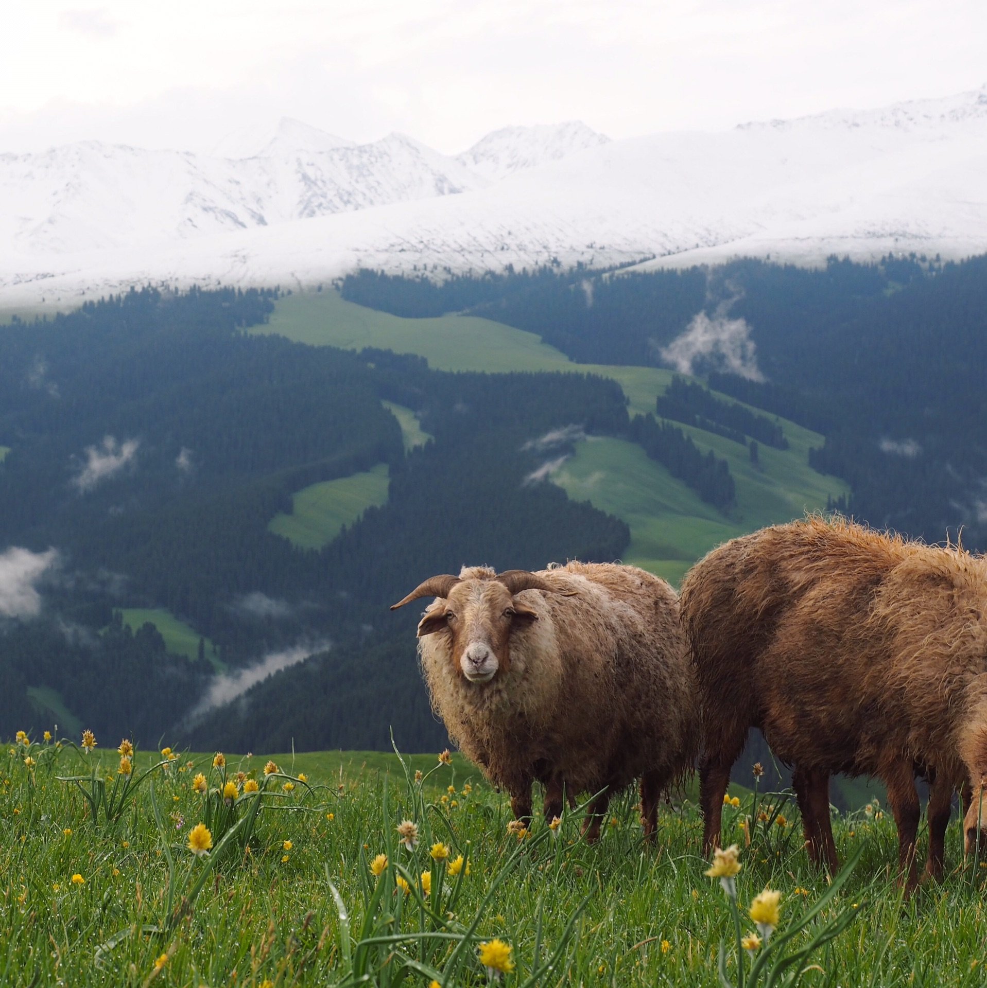 新疆初夏 伊犁花开 所以说,一路老天给面子的时候还是多,接下来猎鹰