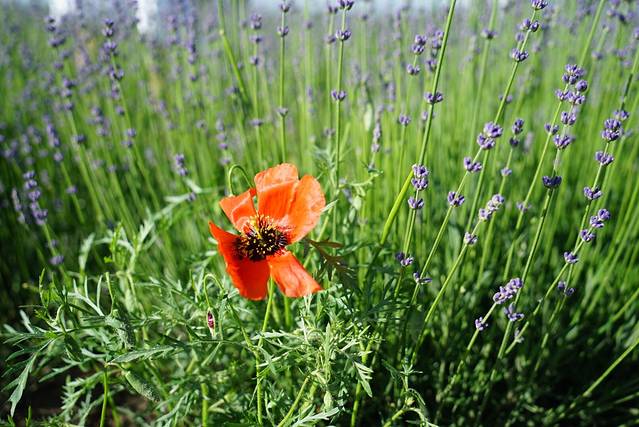 霍城65团薰衣草基地 
