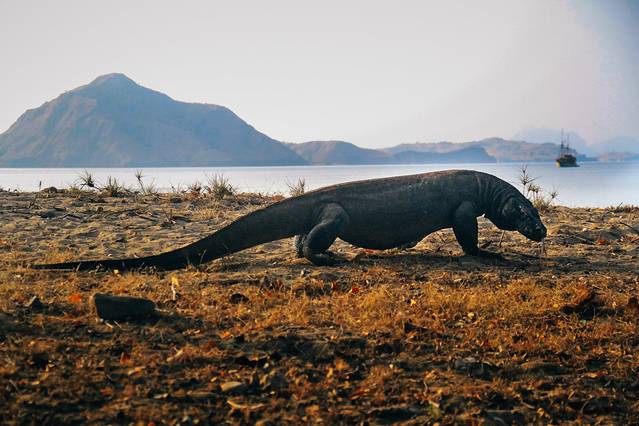 科莫多国家公园