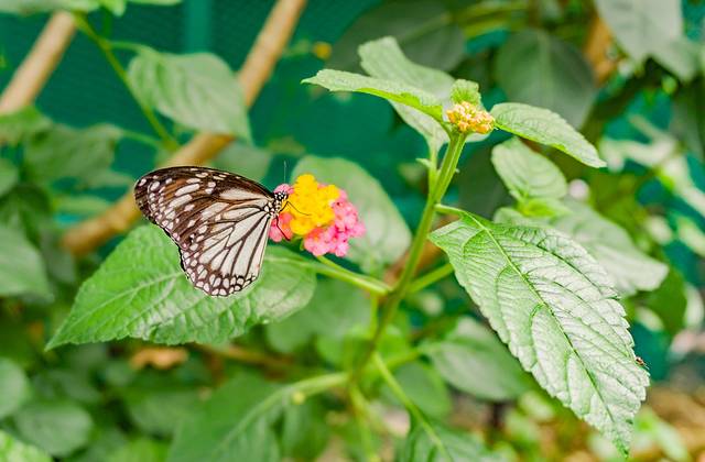 辛普利蝴蝶保护中心