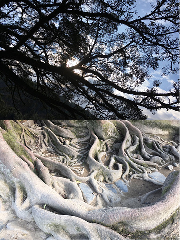 .本重复,所以我们去了对面的百香果采摘园,百香