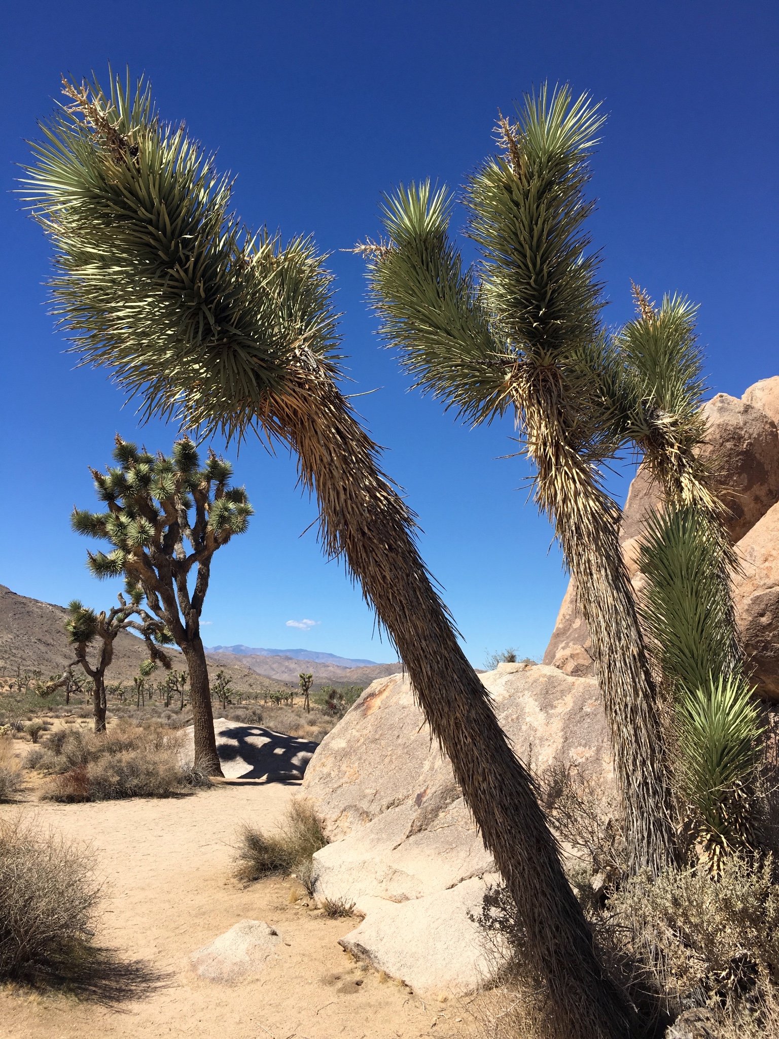 想要玩另类的去看约书亚树国家公园约书亚树是一种树和猴面包树不太一