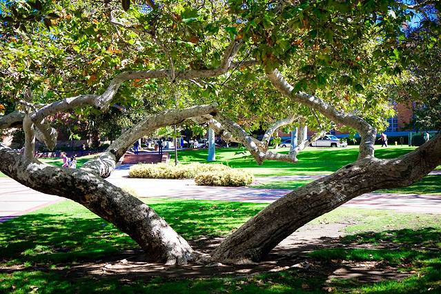 洛杉矶加利福尼亚大学