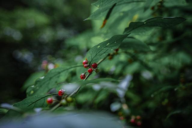 中国株椤纪公园