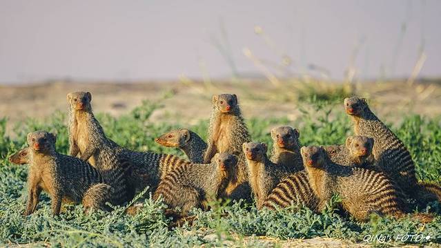 非洲之南,钻石以外【Mobile Safari@博茨瓦纳
