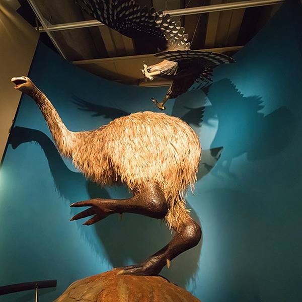 2018新西兰国家博物馆_旅游攻略_门票_地址_