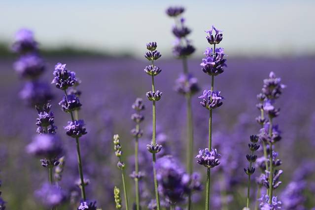 霍城65团薰衣草基地 